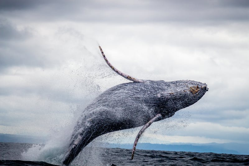 a humpback what in Koan